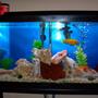 30 gallons freshwater fish tank (mostly fish and non-living decorations) - African 30g