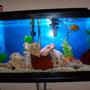 fish tank picture - african