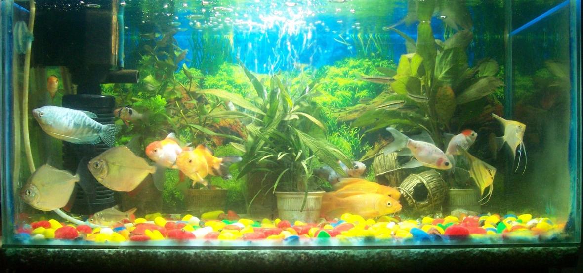 12 gallons freshwater fish tank (mostly fish and non-living decorations) - My Favourite Hobby