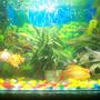 12 gallons freshwater fish tank (mostly fish and non-living decorations) - My Favourite Hobby