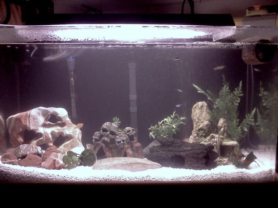 35 gallons freshwater fish tank (mostly fish and non-living decorations) - My current fish tank set up