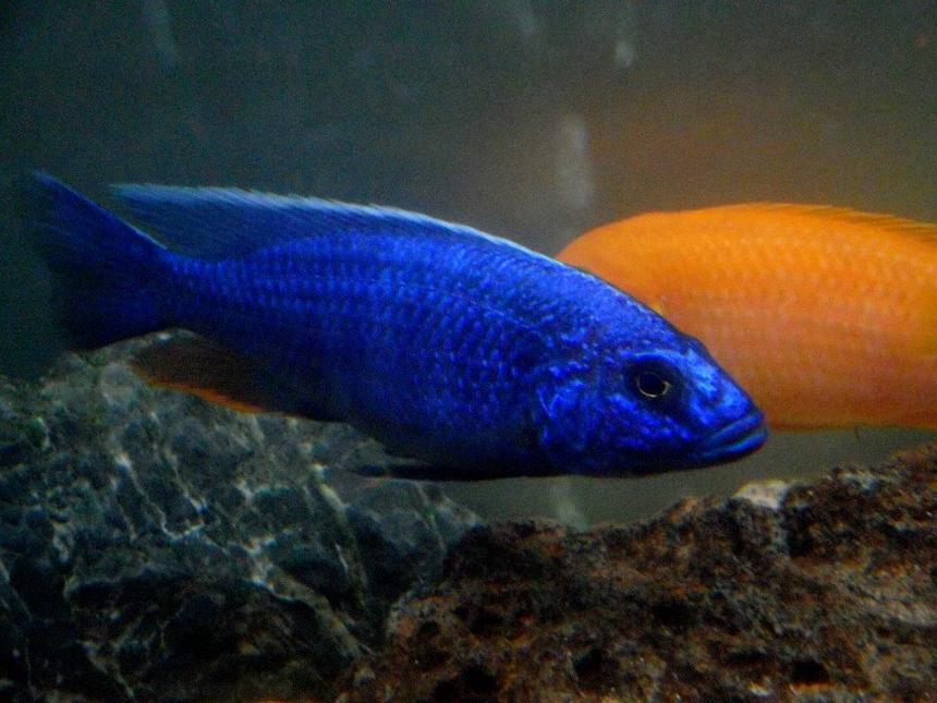 Rated #27: Freshwater Fish - Sciaenochromis Fryeri - Electric Blue Hap Stocking In 90 Gallons Tank - Elec Blue Hap Male
Approx 4.5" long