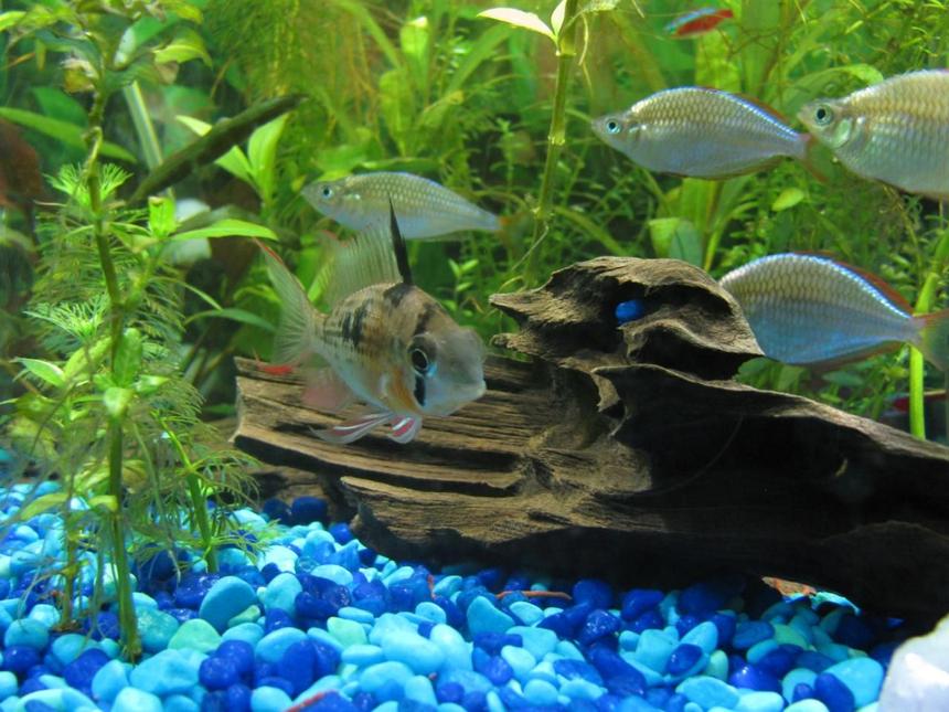 Rated #42: Freshwater Fish - Microgeophagus Altispinosa - Bolivian Ram Stocking In 13 Gallons Tank - my bolivian ram with dwarf neon rainbows in background