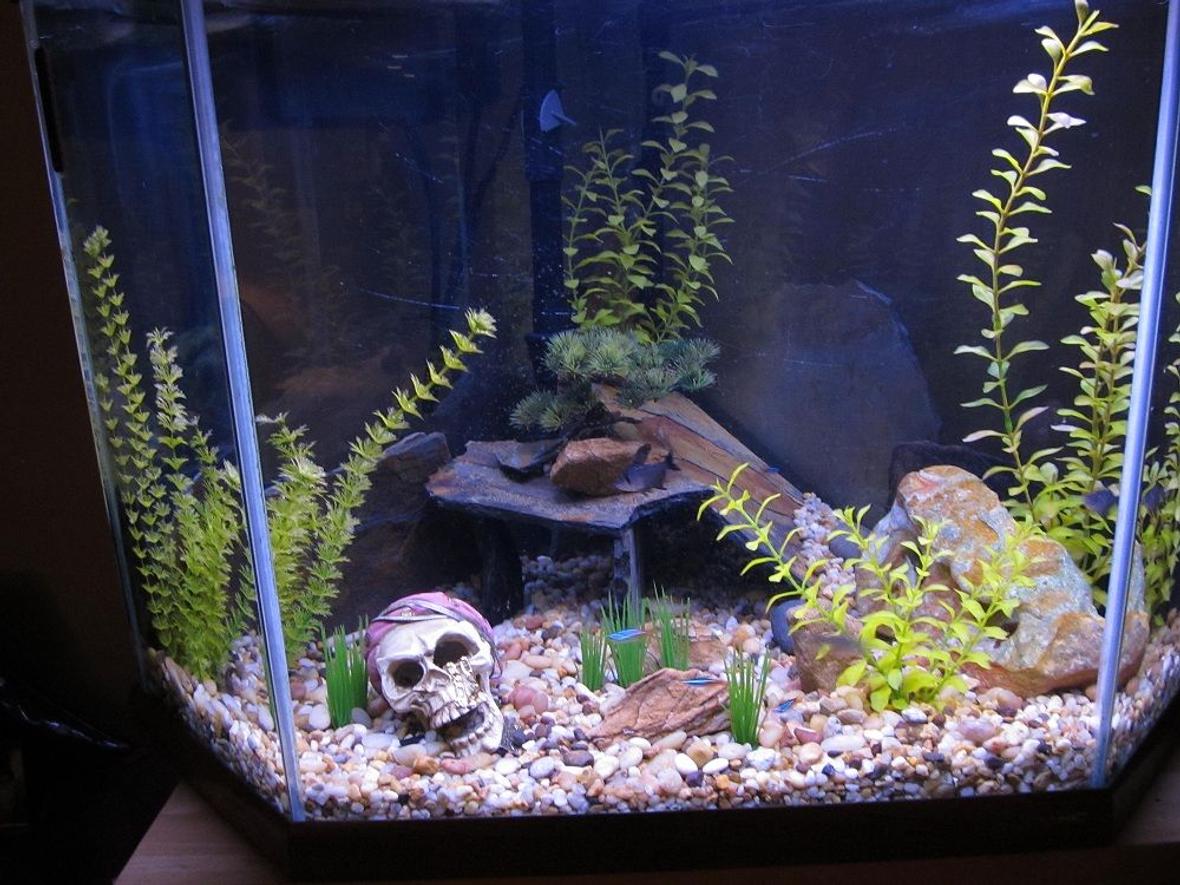 40 gallons freshwater fish tank (mostly fish and non-living decorations) - Pirate grave