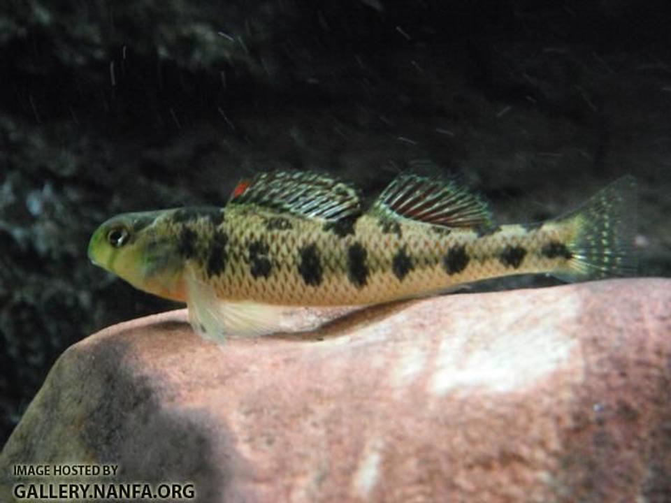 freshwater fish - percina pantherina - leopard darter stocking in 125 gallons tank - Kentucky Darter