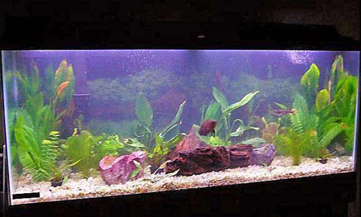 55 gallons freshwater fish tank (mostly fish and non-living decorations) - Old tank
