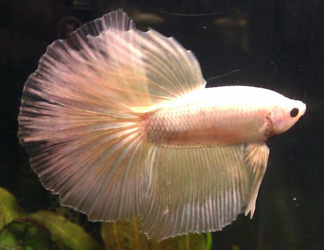 freshwater fish - betta splendens - betta stocking in 55 gallons tank - Wassily, my pretty pearlescent Delta Tail Betta.