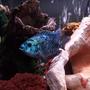 freshwater fish - nandopsis octofasciatum - electric blue jack dempsey stocking in 55 gallons tank - electric blue jd