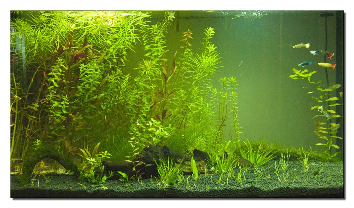 400 gallons planted tank (mostly live plants and fish) - This is my guppie plant tank!