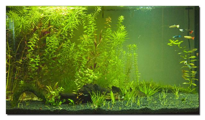 400 gallons planted tank (mostly live plants and fish) - This is my guppie plant tank!
