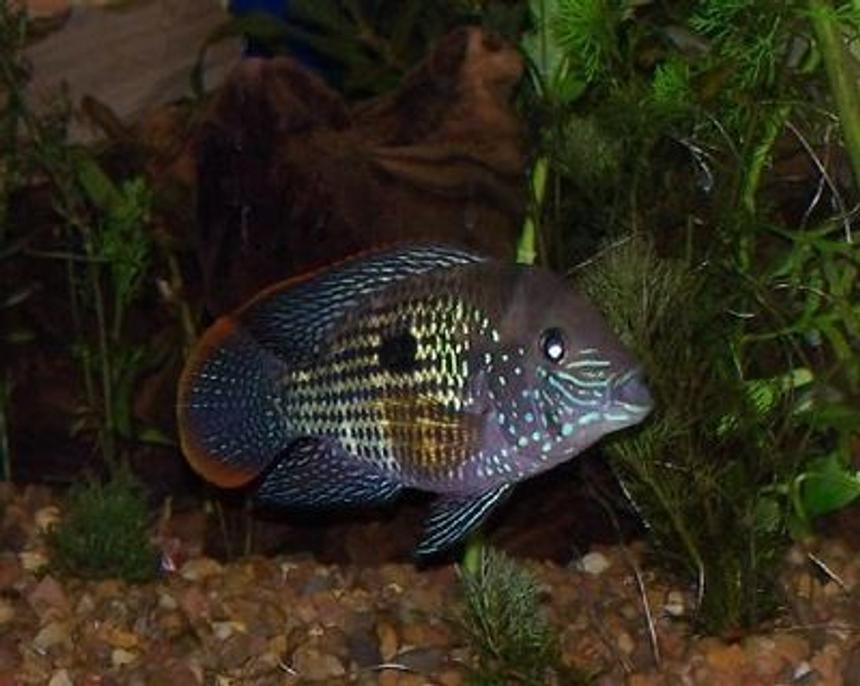 Rated #5: Freshwater Fish - Aequidens Rivulatus - Green Terror Stocking In 150 Gallons Tank - green terror