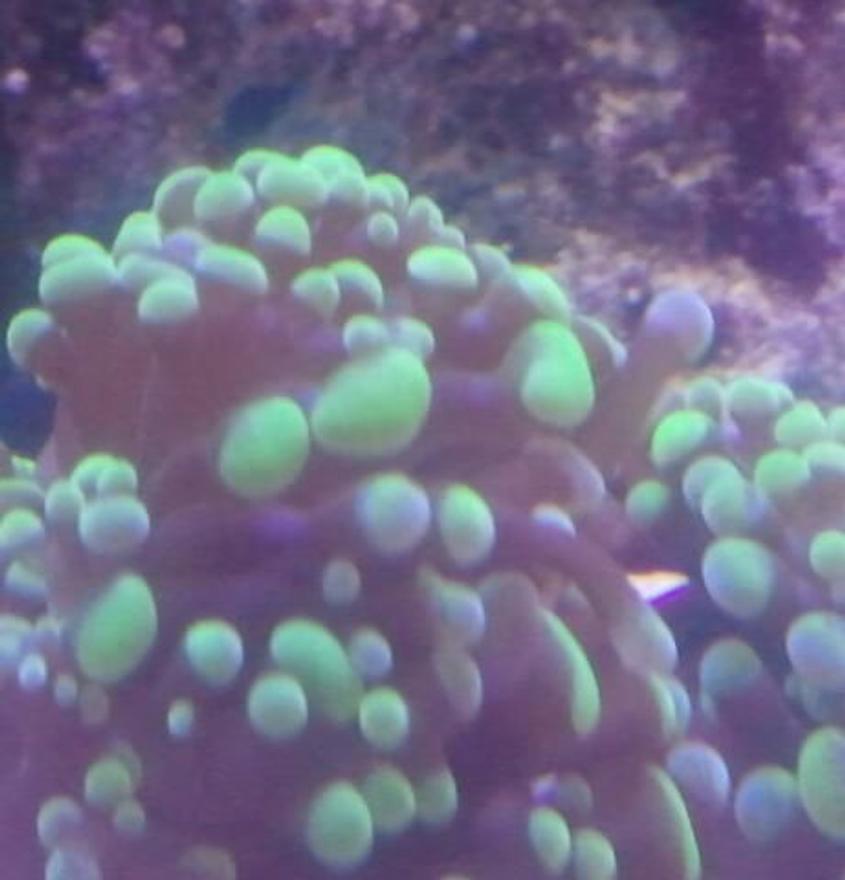 Rated #27: Corals Inverts - Euphyllia Paradivisa - Frogspawn Coral, Thin Branched Stocking In 2 Gallons Tank - My green frogspawn