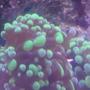 corals inverts - euphyllia paradivisa - frogspawn coral, thin branched stocking in 2 gallons tank - My green frogspawn