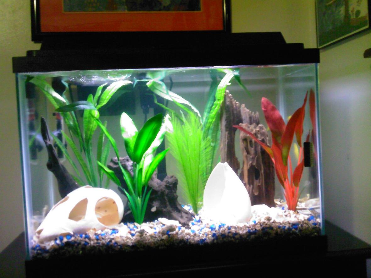 29 gallons freshwater fish tank (mostly fish and non-living decorations) - My African Cichlid Tank. This picture taken just before I put fish in. First Tank I've had since 6 years ago.