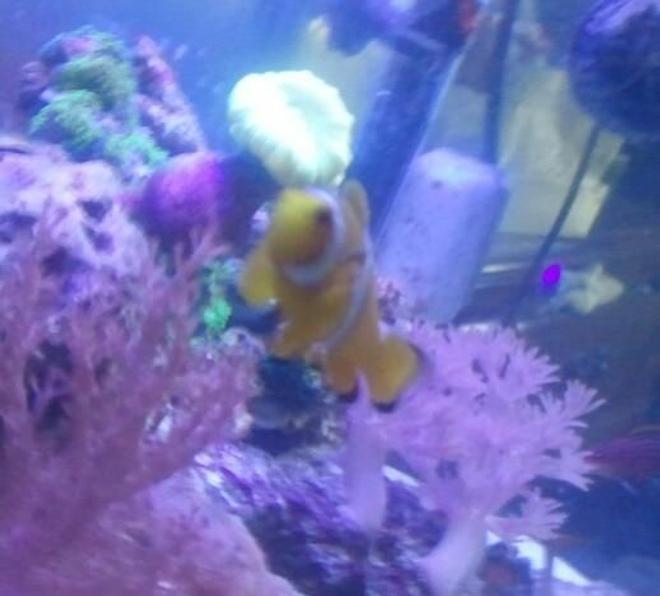 saltwater fish - amphiprion percula - true percula clownfish stocking in 2 gallons tank - My false percula