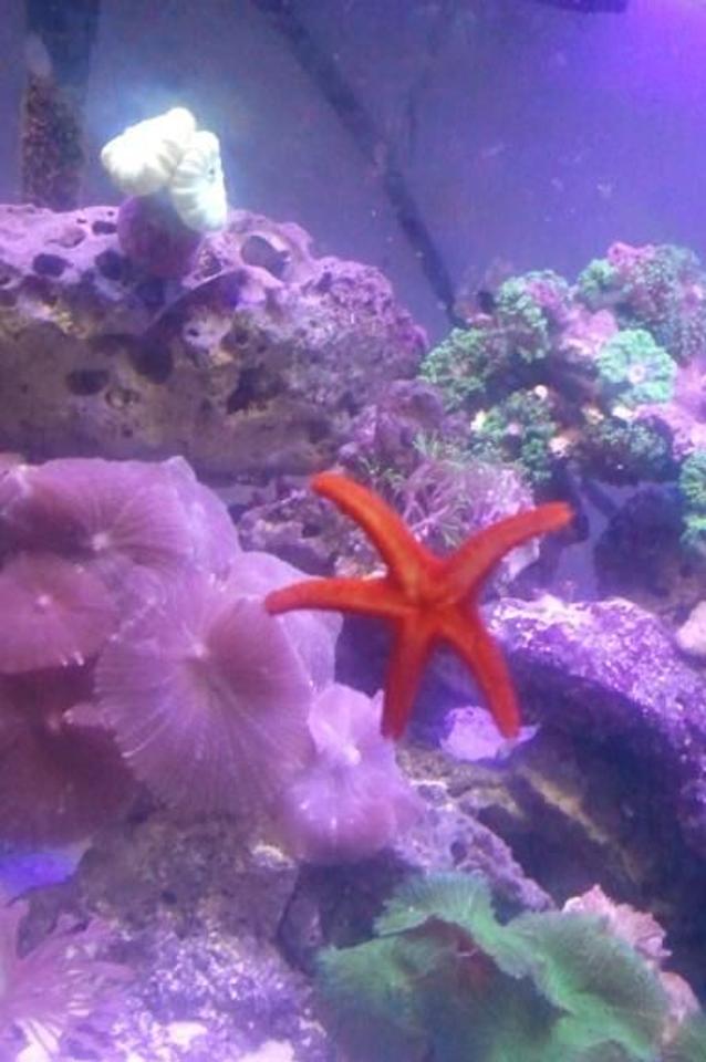 corals inverts - fromia milleporella - red sea star stocking in 2 gallons tank - My red sea star