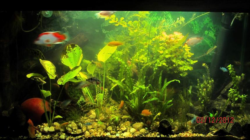 Rated #74: 90 Gallons Planted Tank - updated with new plants