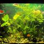 90 gallons planted tank (mostly live plants and fish) - updated with new plants