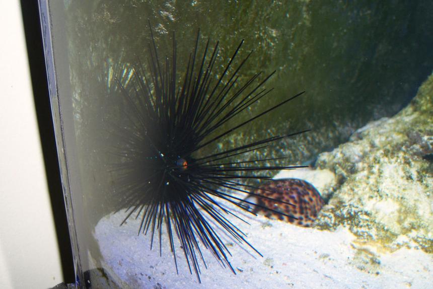 Rated #13: Corals Inverts - Diadema Setosum - Longspine Urchin, Black Stocking In 180 Gallons Tank - Long Spine Urchin