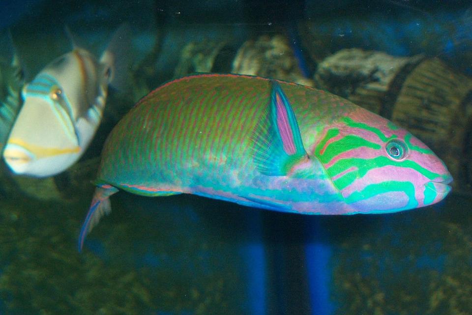 saltwater fish - thalassoma lunare - lyretail wrasse stocking in 180 gallons tank - Lunar Wrasse