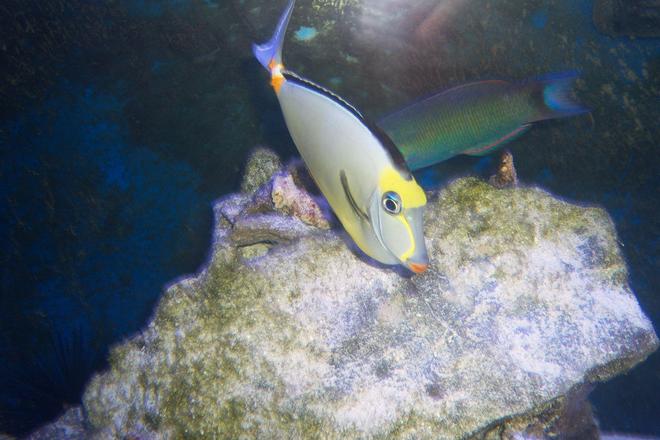 saltwater fish - naso lituratus - naso tang stocking in 180 gallons tank - Naso Tang