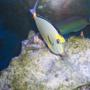 saltwater fish - naso lituratus - naso tang stocking in 180 gallons tank - Naso Tang