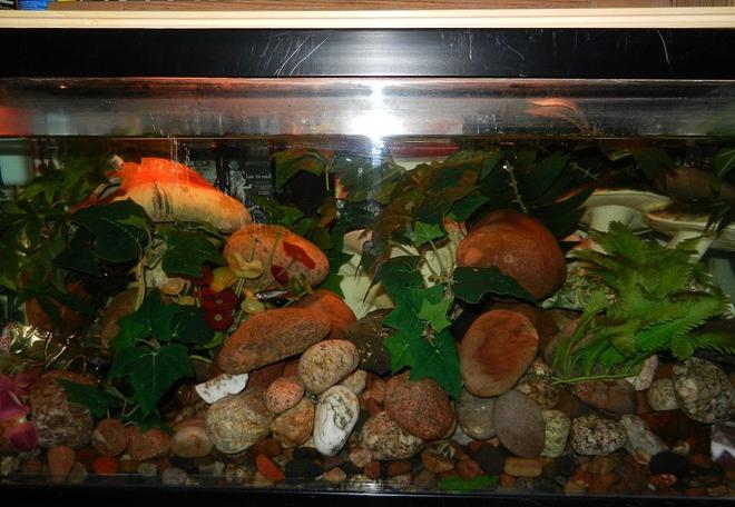 62 gallons freshwater fish tank (mostly fish and non-living decorations) - Shroom tank