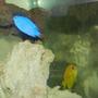 fish tank picture - Baby blue an Juicy