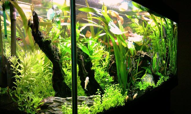 63 gallons planted tank (mostly live plants and fish) - Latest photo of my October 2011 aquascape