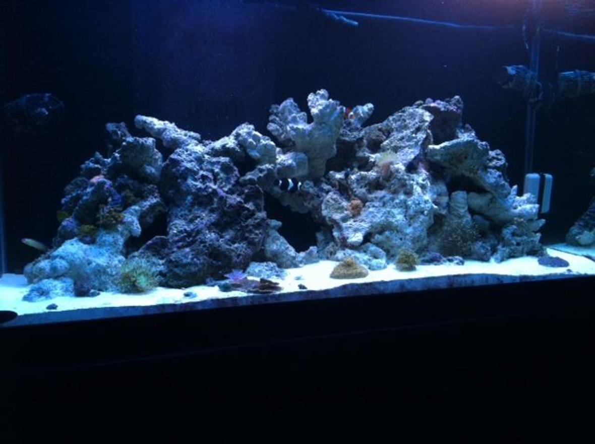 90 gallons reef tank (mostly live coral and fish) - Nothing like the ocean in your living room