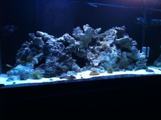 90 gallons reef tank (mostly live coral and fish) - Nothing like the ocean in your living room