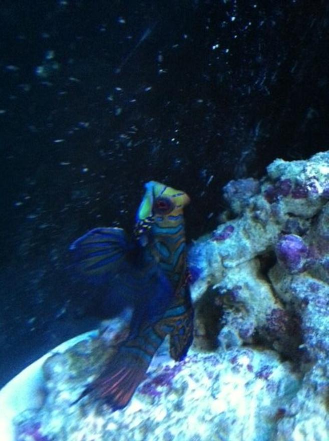 saltwater fish - synchiropus splendidus - green mandarin stocking in 90 gallons tank - Dragonet