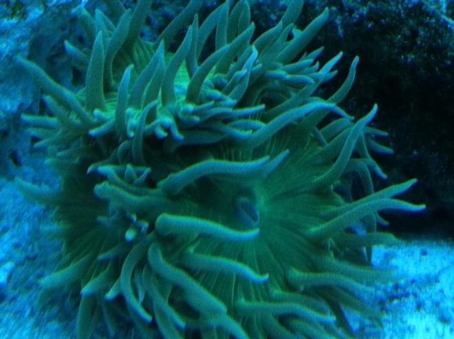 corals inverts - duncanopsammia axifuga - giant green polyp duncan stocking in 90 gallons tank - Green Duncans