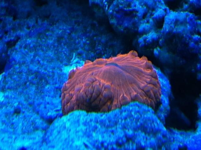 corals inverts - blastomussa wellsi - australian big polyp blastomussa stocking in 90 gallons tank - Red Blasto