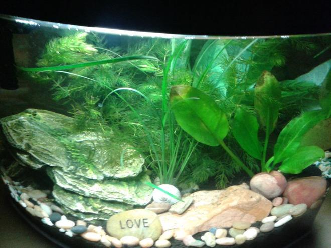 5 gallons planted tank (mostly live plants and fish) - My little tank