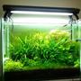 28 gallons planted tank (mostly live plants and fish) - nature H2O