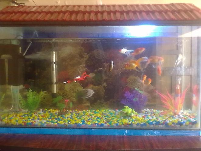 30 gallons freshwater fish tank (mostly fish and non-living decorations) - 1-Red cap oranda,
1-common goldy,
2-ryukin,
2-oranda,
1-subunkin,
2-angel marbeled.