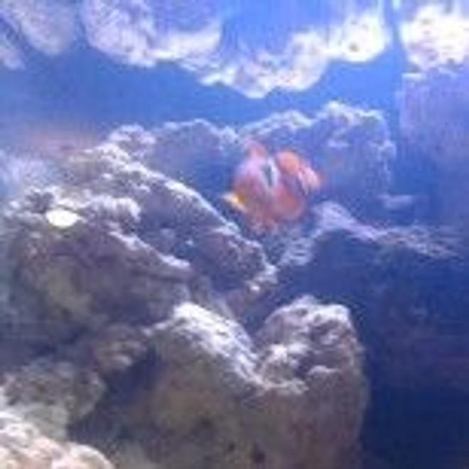 14 gallons reef tank (mostly live coral and fish) - first 3 weeks in