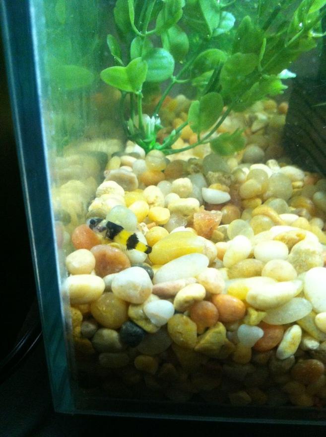 freshwater fish - brachygobius doriae - bumble bee goby stocking in 10 gallons tank - My Bumble Bee Goby