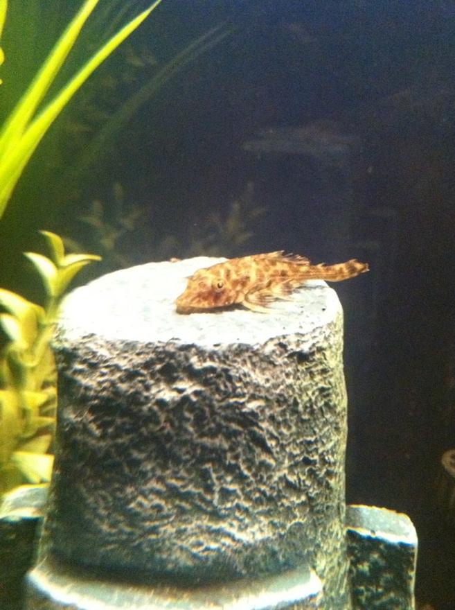 freshwater fish - peckoltia vermiculata - tiger pleco (l-02) stocking in 10 gallons tank - My New Pleco. I named him Neville. He is about 1.5 inches.