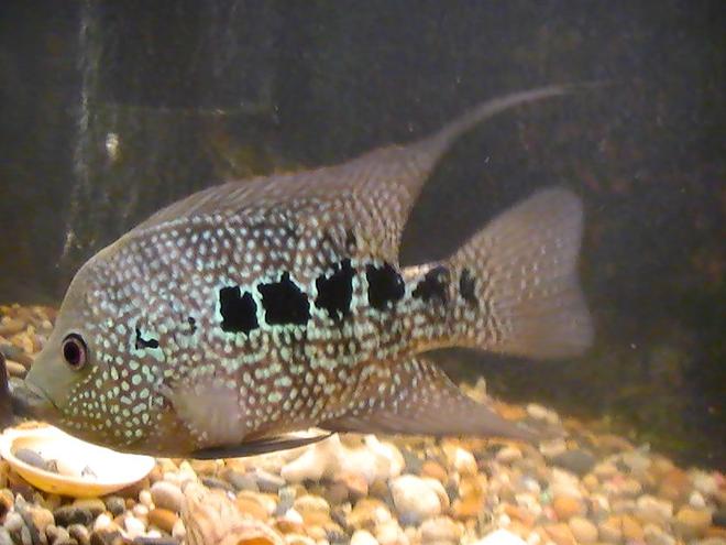 freshwater fish - nandopsis octofasciatum - jack dempsey stocking in 100 gallons tank - well here it is me baby had me fish for 4yrs and he is on his lonesome at mo looking to add more but need a little more info