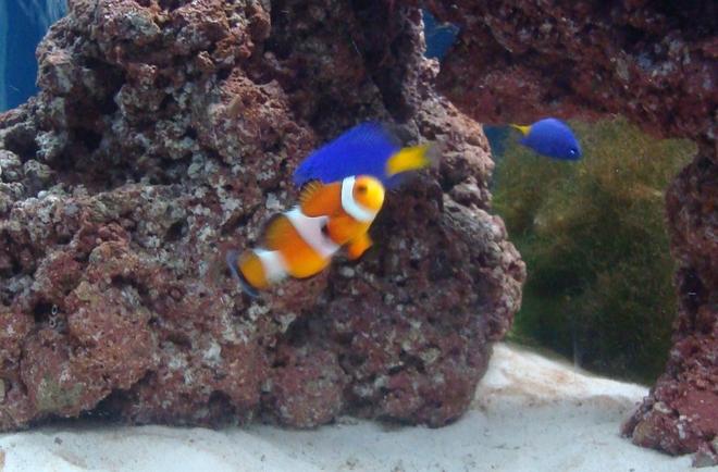 saltwater fish - amphiprion percula - true percula clownfish stocking in 20 gallons tank - nemo