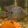 freshwater fish - nandopsis octofasciatum - jack dempsey stocking in 100 gallons tank - its me fish again