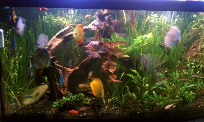 155 gallons planted tank (mostly live plants and fish) - Planted Discuss