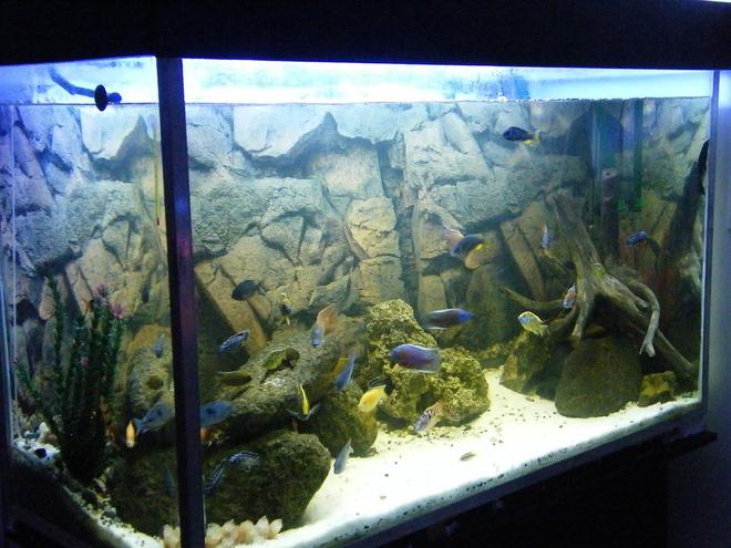 150 gallons freshwater fish tank (mostly fish and non-living decorations) - My 150Gal(600L) African Cichlid aquarium.