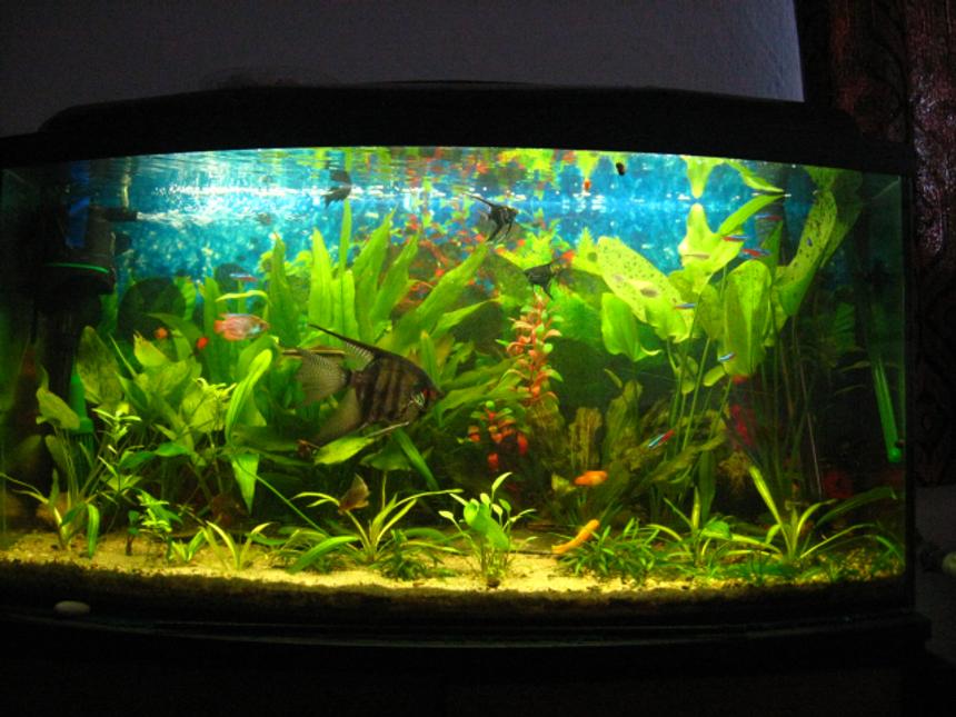 Rated #38: 30 Gallons Planted Tank - 2012.02.22