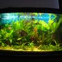 30 gallons planted tank (mostly live plants and fish) - 2012.02.22