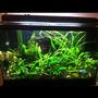 29 gallons planted tank (mostly live plants and fish) - 29