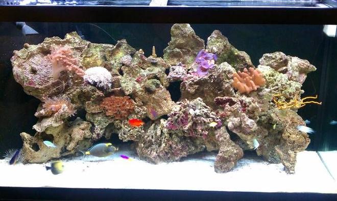90 gallons reef tank (mostly live coral and fish) - 90g reef