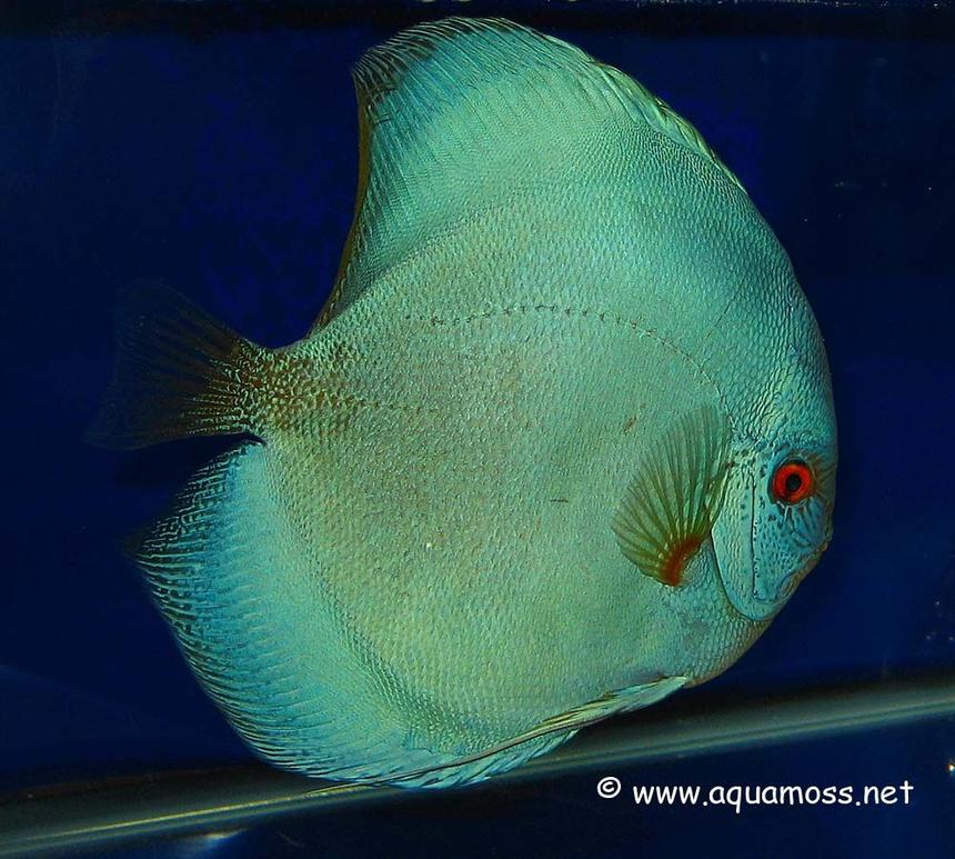 Rated #20: Freshwater Fish - Symphysodon Sp. - Blue Diamond Discus Stocking In 48 Gallons Tank - My Favourite discus